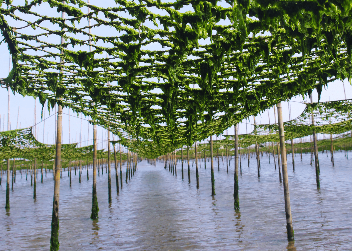 海苔生産者